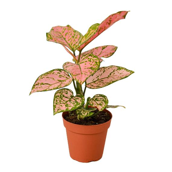 Chinese Evergreen 'Lady Valentine' (Aglaonema 'Lady Valentine') – Striking Indoor Plant with Pink Variegation
