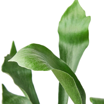 Staghorn Fern (Platycerium bifurcatum) - Unique Foliage for Indoor Spaces