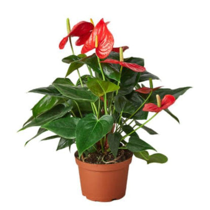 Anthurium 'Red' (Anthurium andraeanum) – Vibrant Flamingo Flower with Glossy Leaves