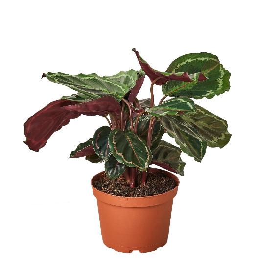 Calathea Roseopicta 'Medallion' – Peacock Plant with Vibrant Leaves