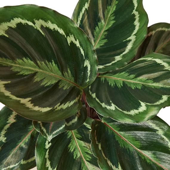 Calathea Roseopicta 'Medallion' – Peacock Plant with Vibrant Leaves
