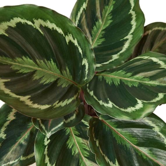 Calathea Roseopicta 'Medallion' – Peacock Plant with Vibrant Leaves