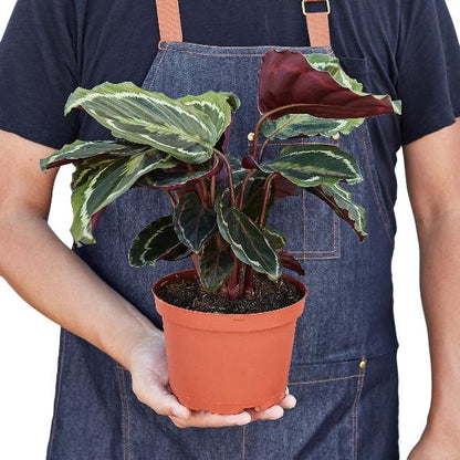 Calathea Roseopicta 'Medallion' – Peacock Plant with Vibrant Leaves