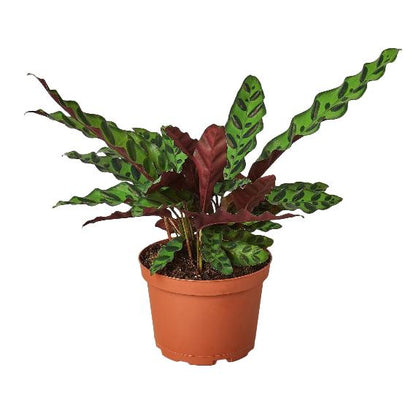 Calathea Lancifolia 'Rattlesnake' - Peacock Plant