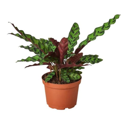 Calathea Lancifolia 'Rattlesnake' - Peacock Plant
