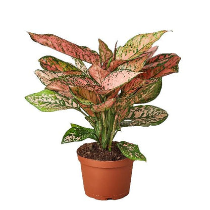 Chinese Evergreen 'Lady Valentine' (Aglaonema 'Lady Valentine') – Striking Indoor Plant with Pink Variegation