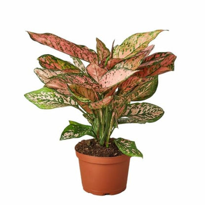 Chinese Evergreen 'Lady Valentine' (Aglaonema 'Lady Valentine') – Striking Indoor Plant with Pink Variegation