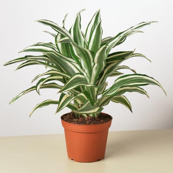 Dracaena 'Warneckii White Jewel' (Dragon Tree) – Elegant Variegated Foliage Plant