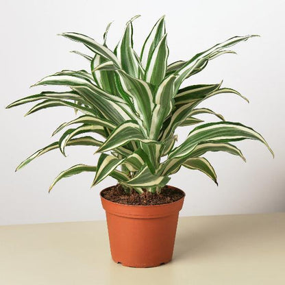 Dracaena 'Warneckii White Jewel' (Dragon Tree) – Elegant Variegated Foliage Plant