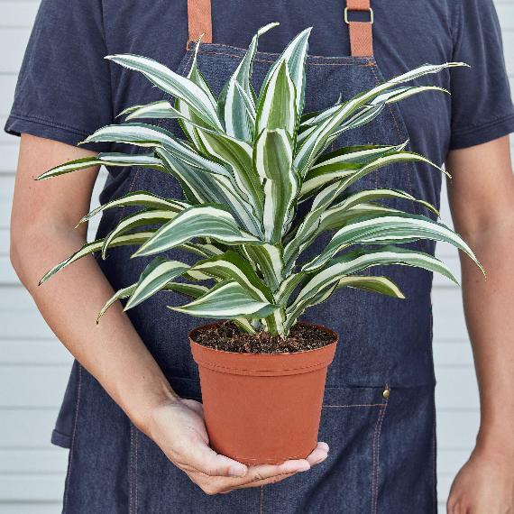 Dracaena 'Warneckii White Jewel' (Dragon Tree) – Elegant Variegated Foliage Plant