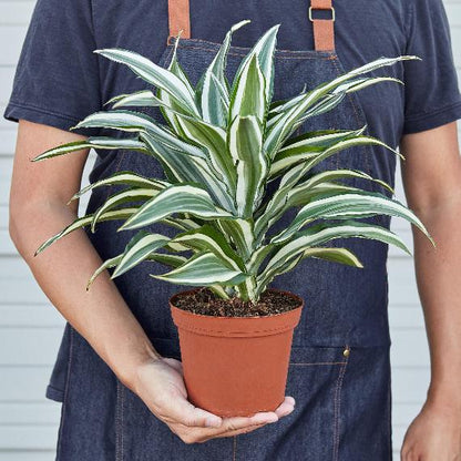 Dracaena 'Warneckii White Jewel' (Dragon Tree) – Elegant Variegated Foliage Plant