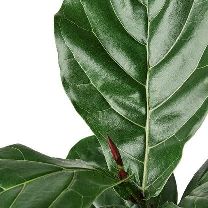 Ficus Lyrata 'Fiddle Leaf Fig' – Stunning Indoor Plant with Large, Leather-Like Leaves