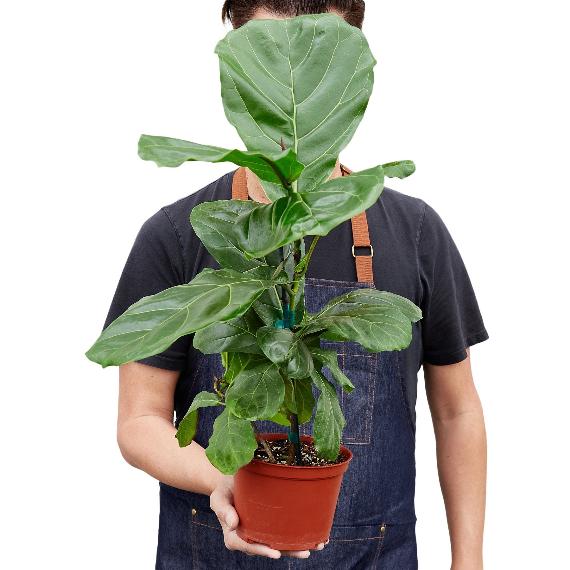 Ficus Lyrata 'Fiddle Leaf Fig' – Stunning Indoor Plant with Large, Leather-Like Leaves