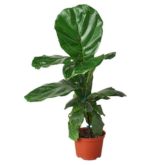 Ficus Lyrata 'Fiddle Leaf Fig' – Stunning Indoor Plant with Large, Leather-Like Leaves