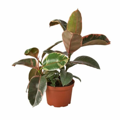 Ficus Elastica 'Ruby Pink' – Variegated Rubber Tree with Red-Pink Foliage