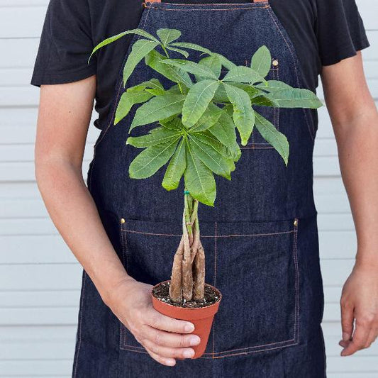 Money Tree 'Guiana Chestnut' (Pachira aquatica) – Braided Indoor Tree for Positive Energy