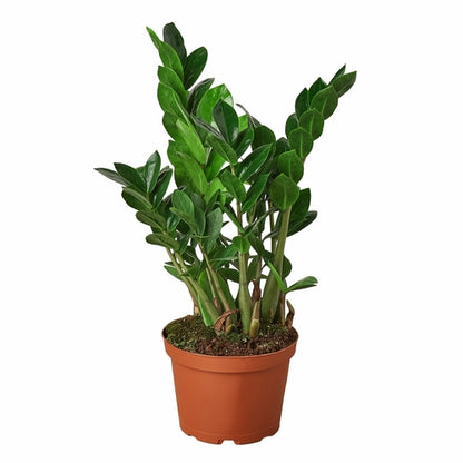 Zamioculcas Zamiifolia 'ZZ Plant'