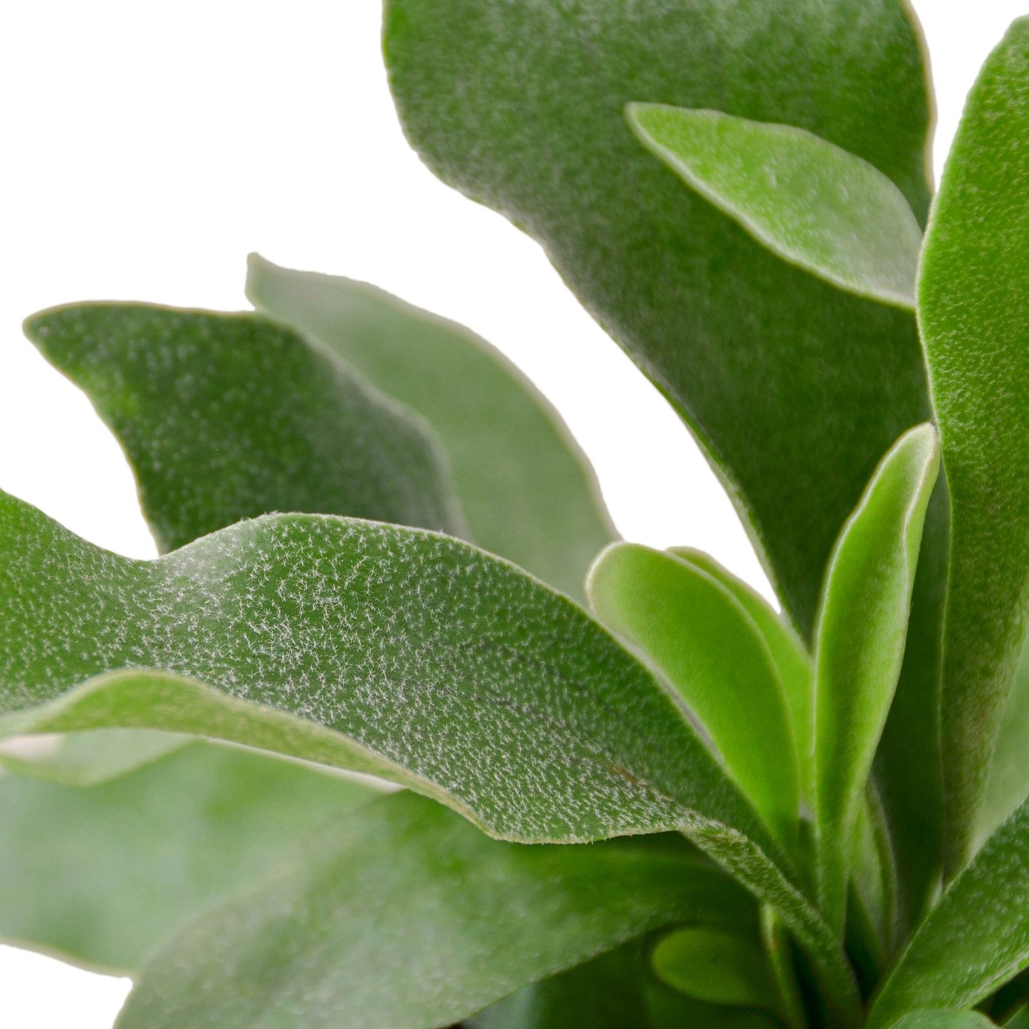 Staghorn Fern (Platycerium bifurcatum) - Unique Foliage for Indoor Spaces