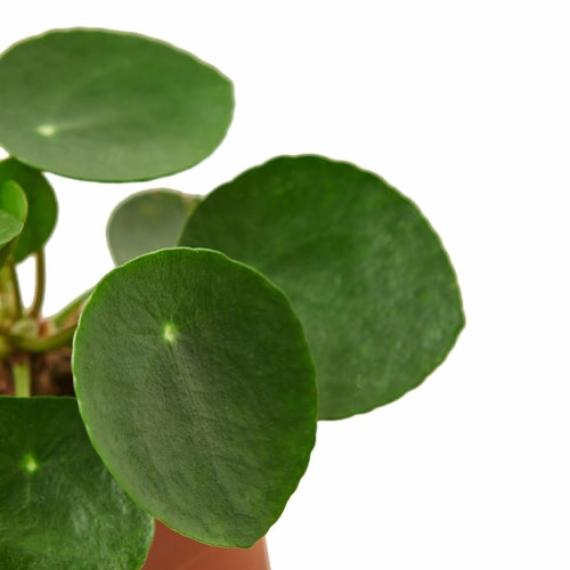 Pilea Peperomioides 'Chinese Money' Plant