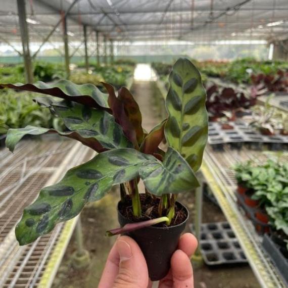 Calathea Lancifolia 'Rattlesnake' - Peacock Plant