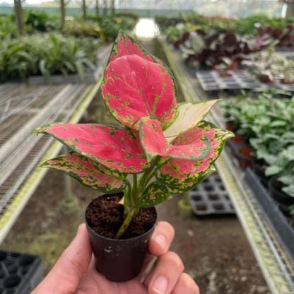 Chinese Evergreen 'Lady Valentine' (Aglaonema 'Lady Valentine') – Striking Indoor Plant with Pink Variegation