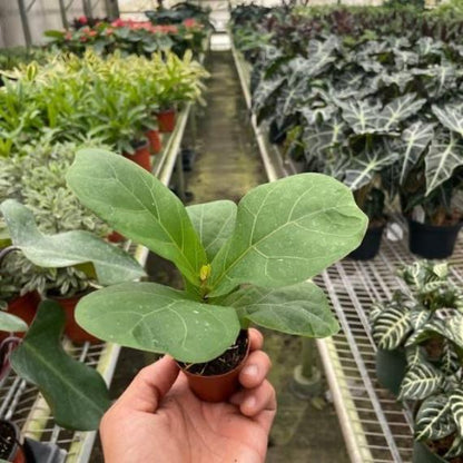 Ficus Lyrata 'Fiddle Leaf Fig' – Stunning Indoor Plant with Large, Leather-Like Leaves