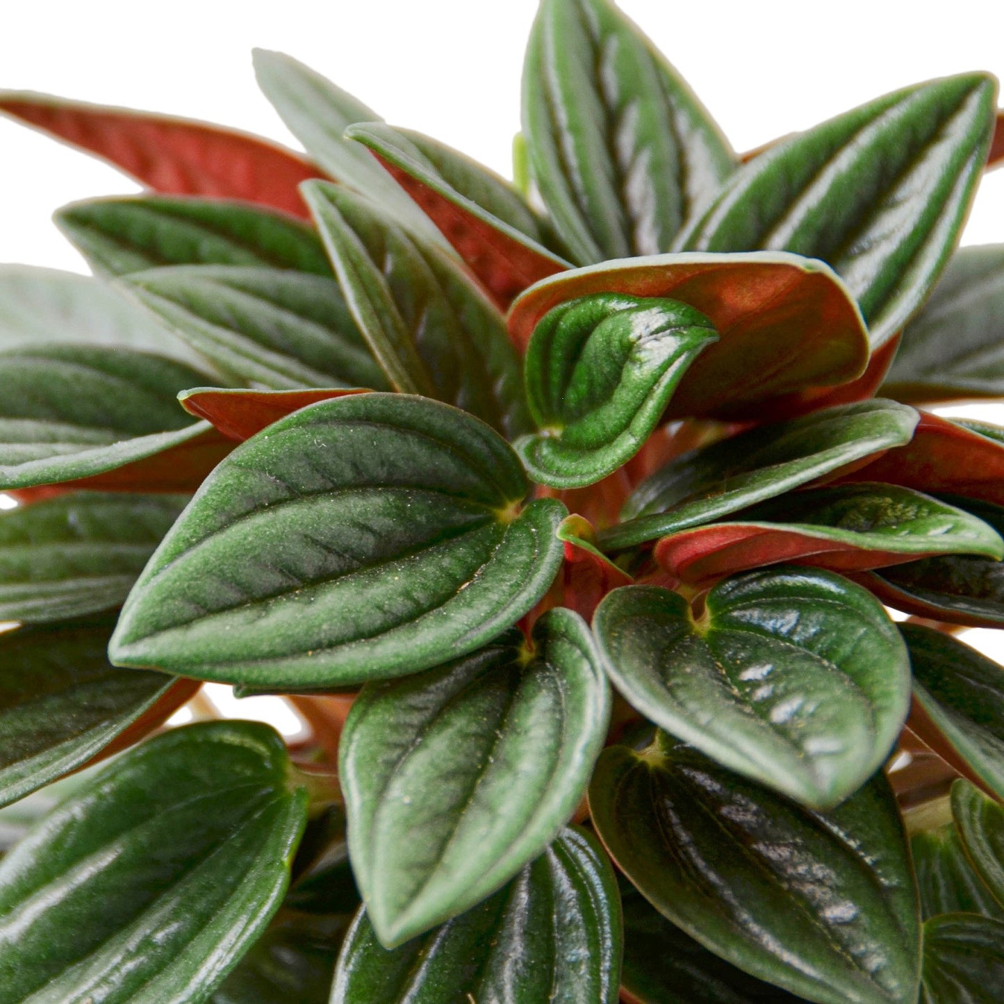 Peperomia Rosso Plant (Peperomia caperata) – Striking Red and Green Foliage