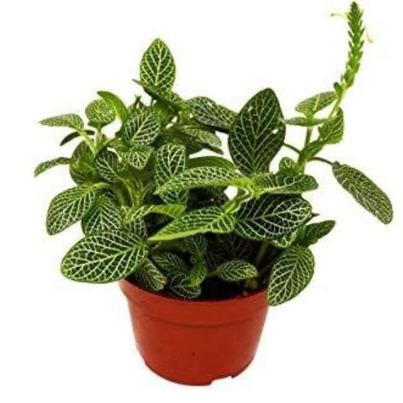 Fittonia 'White Nerve Plant' (Fittonia albivenis) – Delicately Veined Indoor Plant