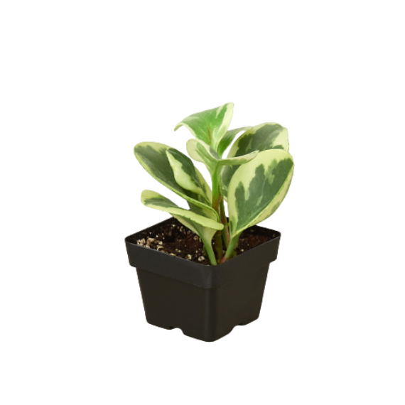 Peperomia 'Marble' – Easy-Care Radiator Plant with Thick, Jade Leaves