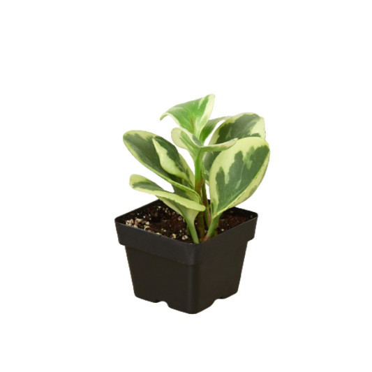 Peperomia 'Marble' – Easy-Care Radiator Plant with Thick, Jade Leaves