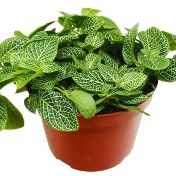 Fittonia 'White Nerve Plant' (Fittonia albivenis) – Delicately Veined Indoor Plant