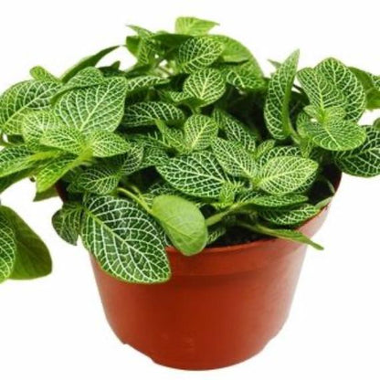 Fittonia 'White Nerve Plant' (Fittonia albivenis) – Delicately Veined Indoor Plant