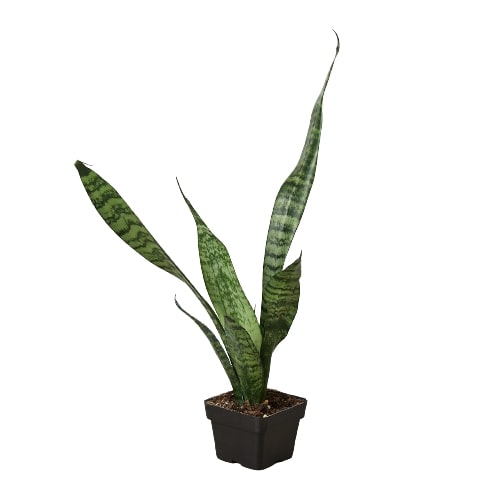 Snake Plant 'Zeylanica' (Sansevieria trifasciata) – Hardy Air-Purifying Houseplant