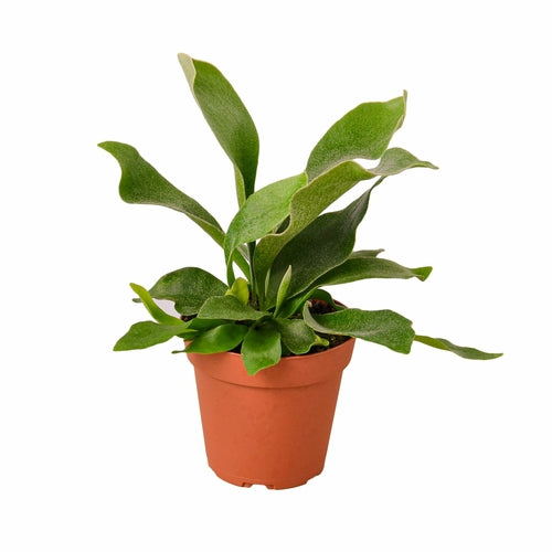 Staghorn Fern (Platycerium bifurcatum) - Unique Foliage for Indoor Spaces