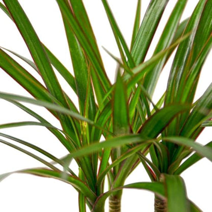 Dracaena Marginata Cane (Dragon Tree) – Durable Indoor Plant with Variegated Leaves