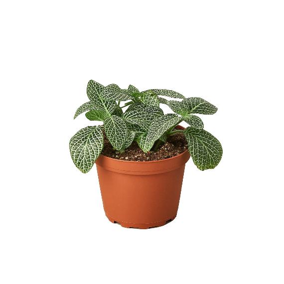 Fittonia 'White Nerve Plant' (Fittonia albivenis) – Delicately Veined Indoor Plant