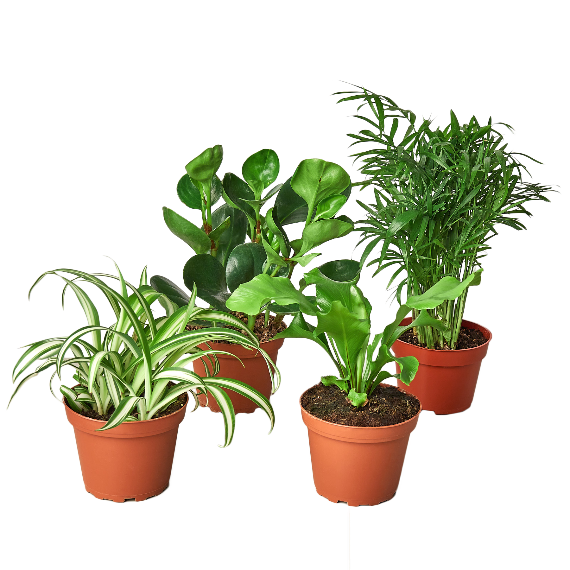 Pet-Friendly Houseplant Variety Bundle – Safe and Stylish Indoor Plants