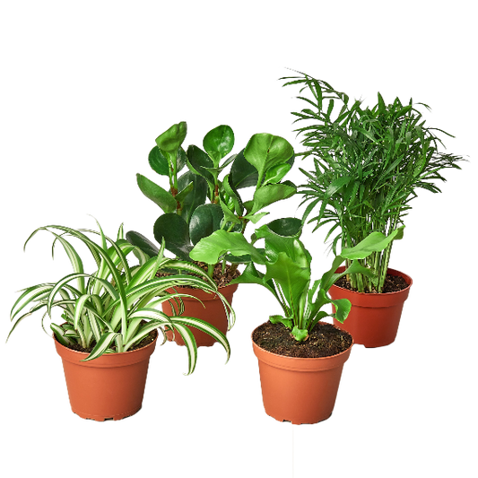 Pet-Friendly Houseplant Variety Bundle – Safe and Stylish Indoor Plants