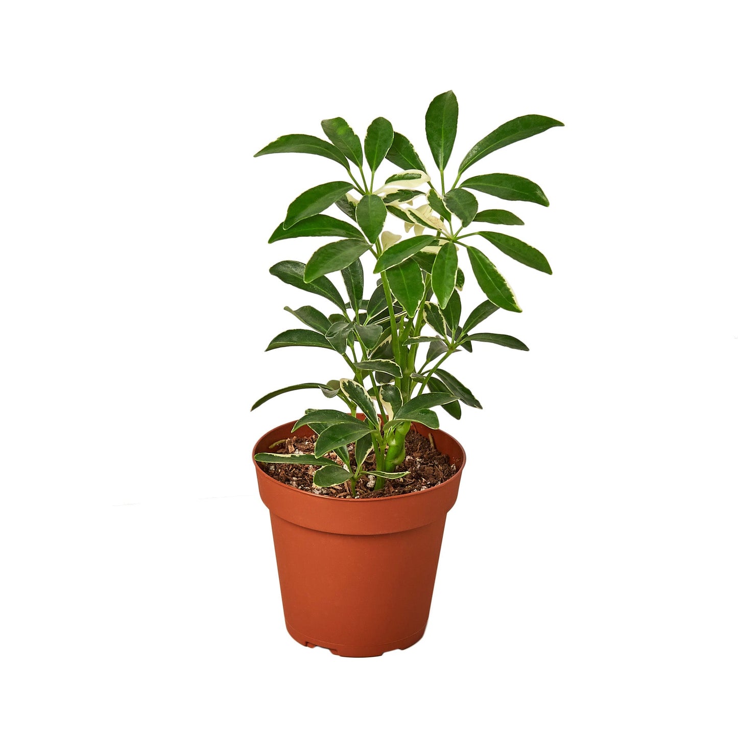 Schefflera Moonlight 'Umbrella Plant' - Variegated Dwarf Umbrella Tree (Schefflera arboricola)