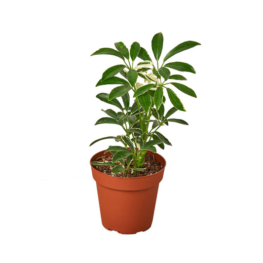 Schefflera Moonlight 'Umbrella Plant' - Variegated Dwarf Umbrella Tree (Schefflera arboricola)