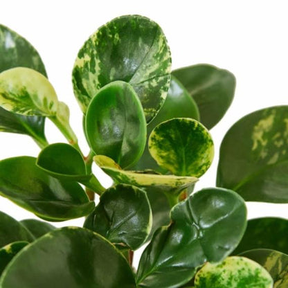 Peperomia 'Marble' – Easy-Care Radiator Plant with Thick, Jade Leaves