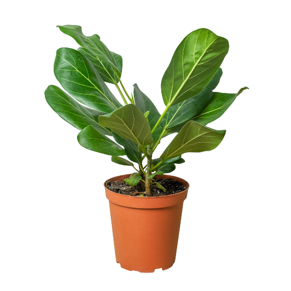 Ficus 'Audrey' Plant (Ficus elastica) – Variegated Rubber Tree for Bright Indirect Light