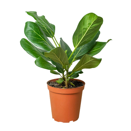 Ficus 'Audrey' Plant (Ficus elastica) – Variegated Rubber Tree for Bright Indirect Light