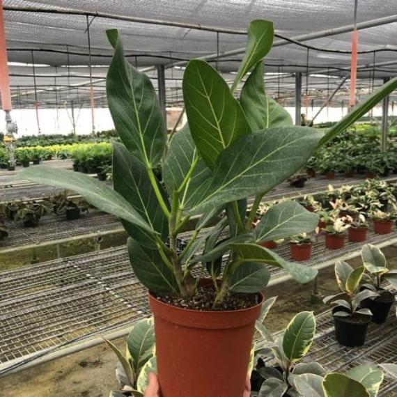 Ficus 'Audrey' Plant (Ficus elastica) – Variegated Rubber Tree for Bright Indirect Light