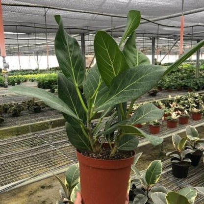 Ficus 'Audrey' Plant (Ficus elastica) – Variegated Rubber Tree for Bright Indirect Light