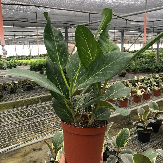 Ficus 'Audrey' Plant (Ficus elastica) – Variegated Rubber Tree for Bright Indirect Light