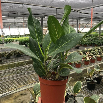 Ficus 'Audrey' Plant (Ficus elastica) – Variegated Rubber Tree for Bright Indirect Light