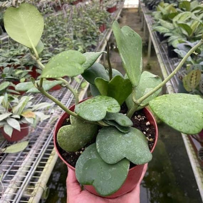 Hoya Sweetheart Variegated (Hoya kerrii) – Heart-Shaped Leaves Houseplant