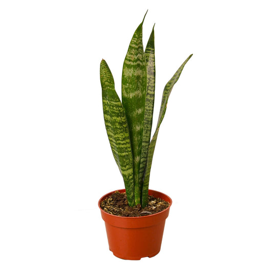 Snake Plant 'Zeylanica' (Sansevieria trifasciata) – Hardy Air-Purifying Houseplant