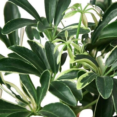 Schefflera Moonlight 'Umbrella Plant' - Variegated Dwarf Umbrella Tree (Schefflera arboricola)